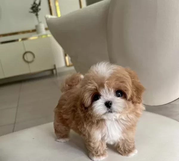 Kore Maltipoo Bebekler