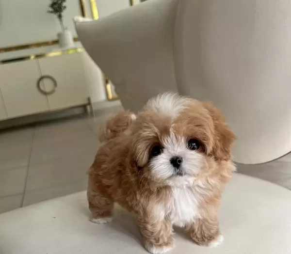 Kore Maltipoo Bebekler