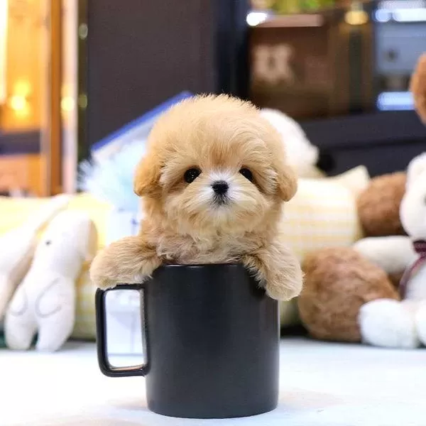 Maltipoo Bebeklerim Kore Bebek