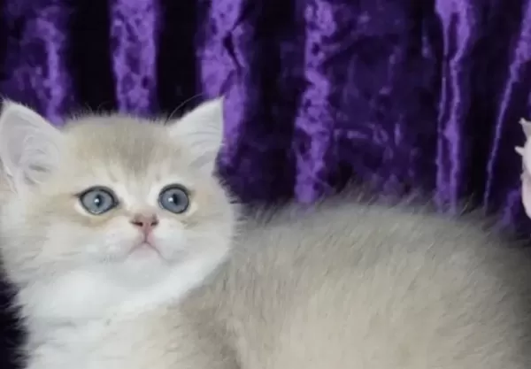 British Shorthair Yavrumuz