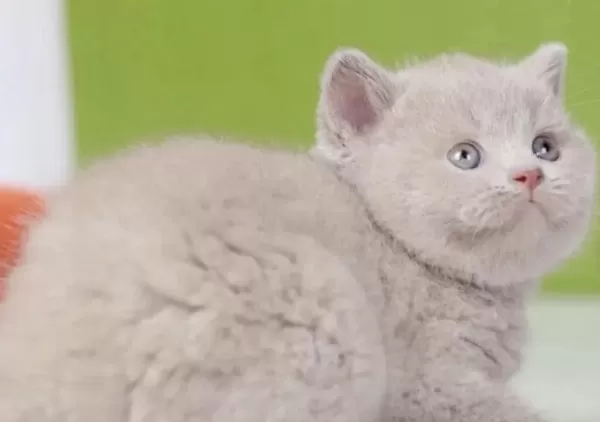 British Shorthair Kedisi İçin Ulaşin