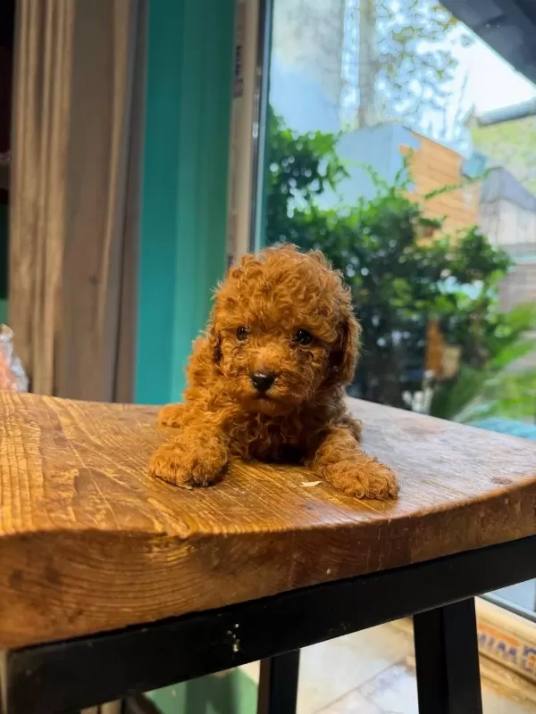 Toy Poodle Bebeklerimiz