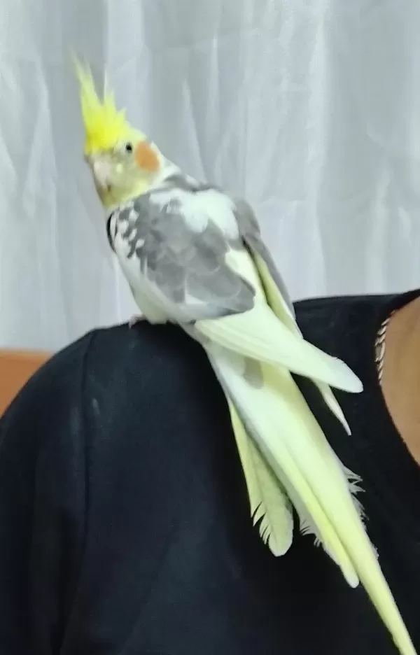 Harika Erkek Sultan