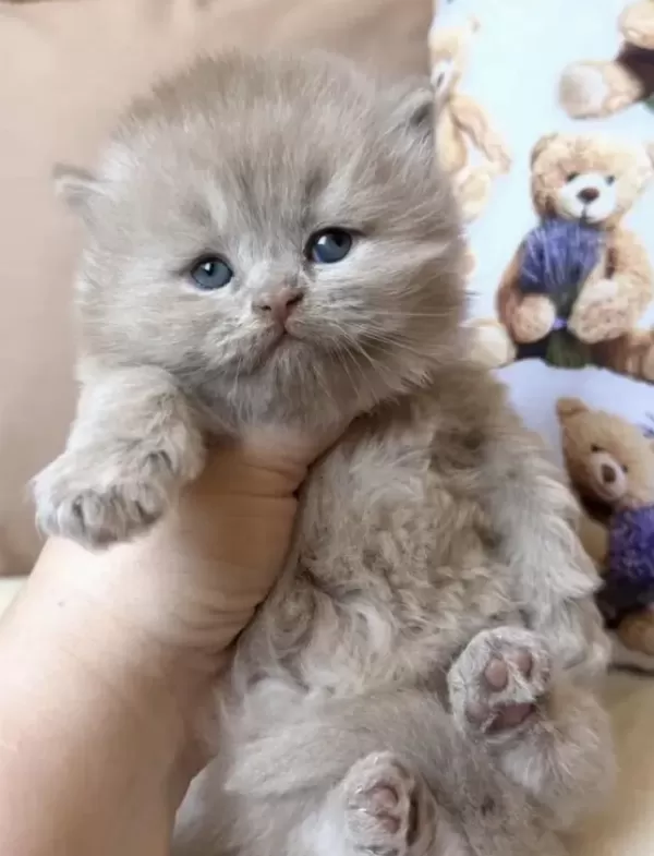 British Longhair Yavru
