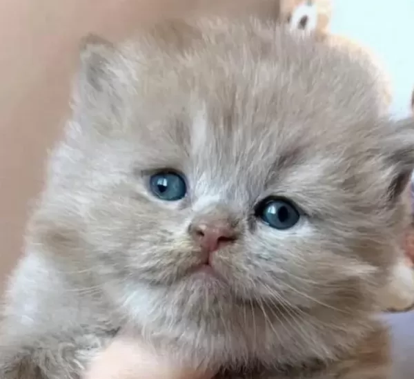 British Longhair Yavru