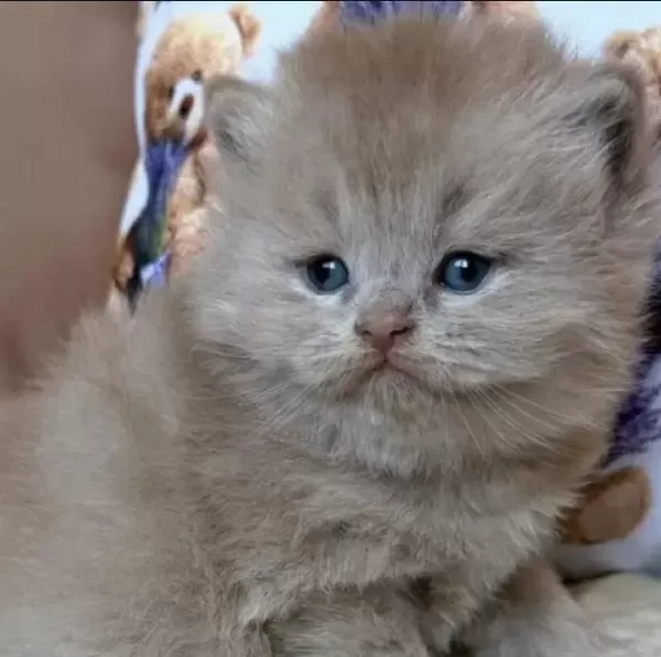 British Longhair Yavru