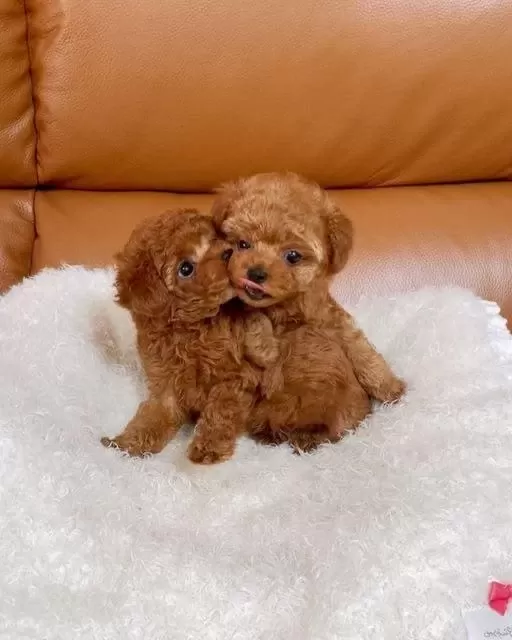 Kore Kan Poodle Bebekler