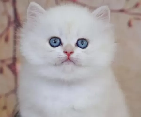 British Longhair Beyaz Yavru