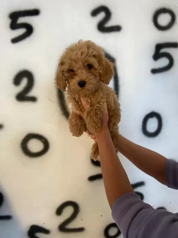 Toy Poodle Yavrularım Orijinal