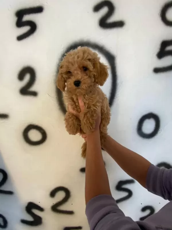 Toy Poodle Yavrularım Orijinal