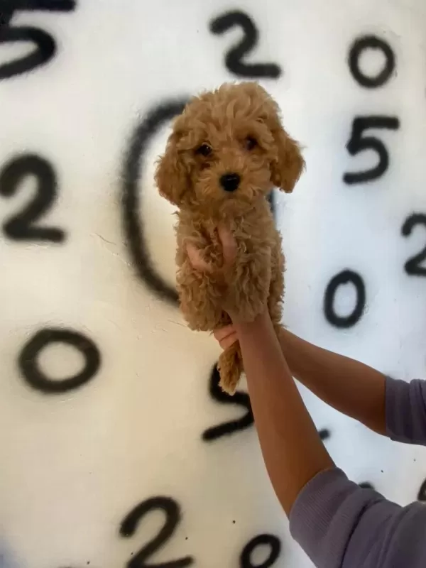 Toy Poodle Yavrularım Orijinal