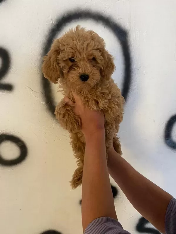 Toy Poodle Yavrularım Orijinal