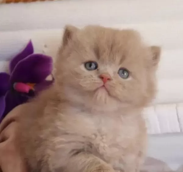 British Longhair Eğitimli Kedimiz