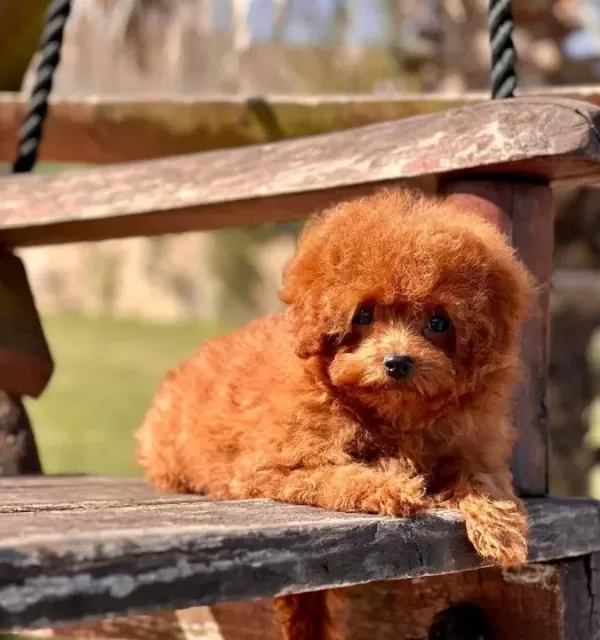 Türki Yeni N En Özel Poodle Çi Fli Ği Nden Hari Ka Yavrular