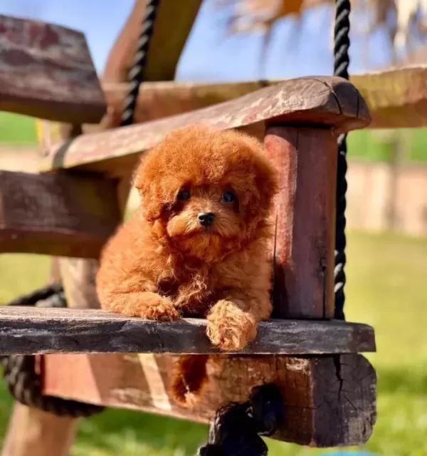 Türki Yeni N En Özel Poodle Çi Fli Ği Nden Hari Ka Yavrular