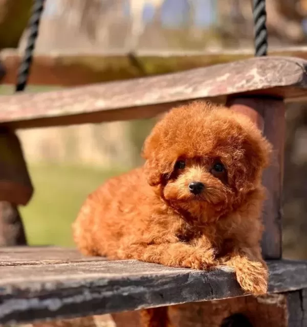 Türki Yeni N En Özel Poodle Çi Fli Ği Nden Hari Ka Yavrular