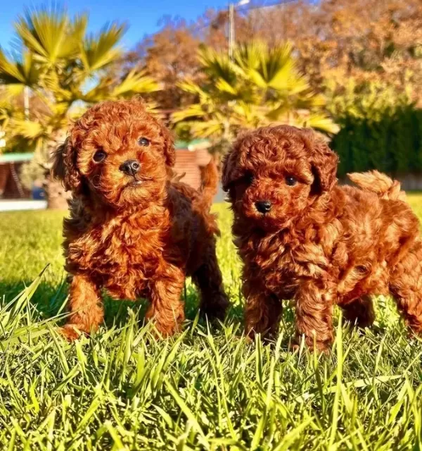 Bi R Bi Ri Nden Güzel Efsane Poodle Yavrulari I Stanbul