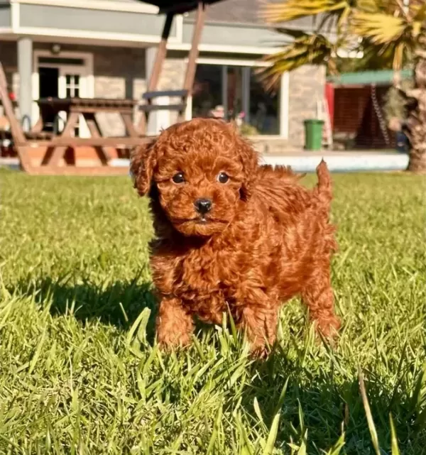 Bi R Bi Ri Nden Güzel Efsane Poodle Yavrulari I Stanbul