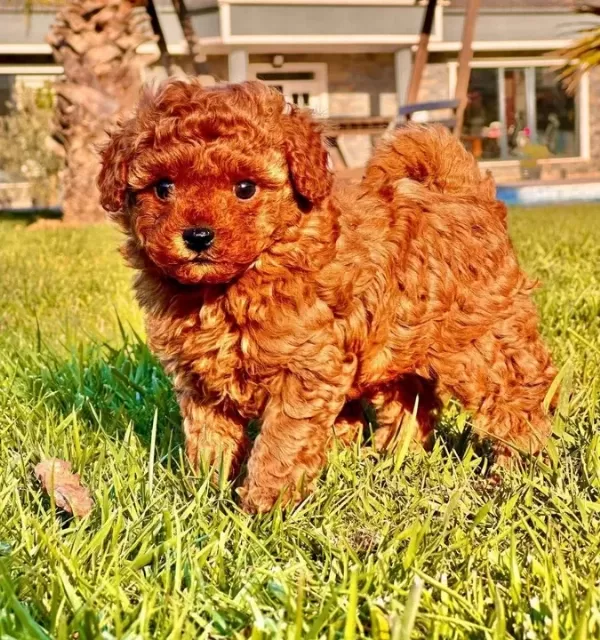 Bi R Bi Ri Nden Güzel Efsane Poodle Yavrulari I Stanbul