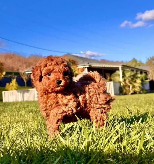 Bi R Bi Ri Nden Güzel Efsane Poodle Yavrulari I Stanbul