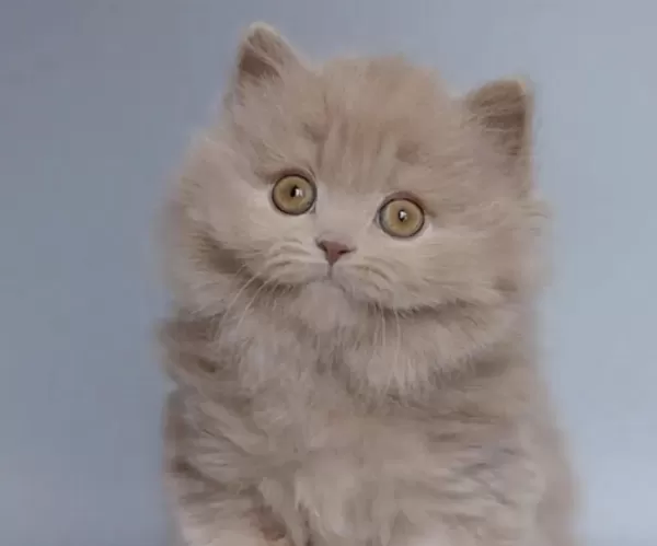 British Longhair Sağlikli Kedimiz