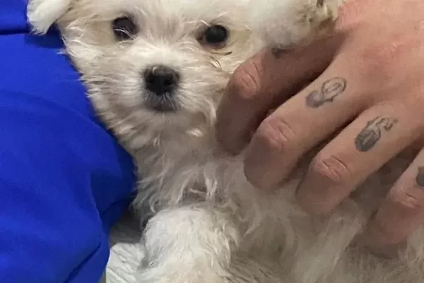 Çok Şirin Maltes Terrier Yavruu