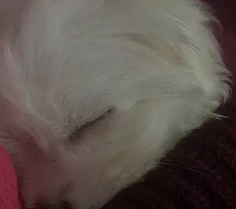 Çok Şirin Maltes Terrier Yavruu