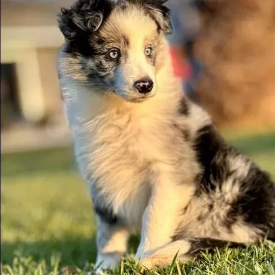 Blue Marley Border Collie Yavrularımız