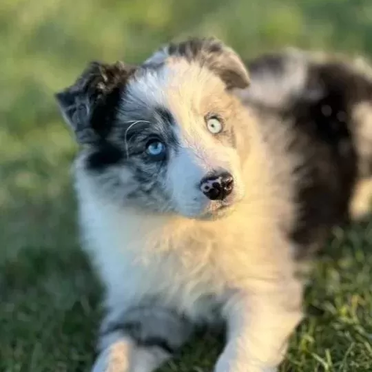 Blue Marley Border Collie Yavrularımız