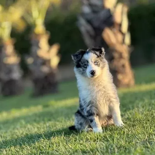 Blue Marley Border Collie Yavrularımız