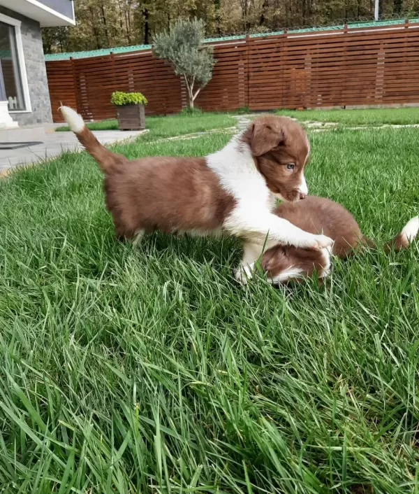 Border Colli Yavrulari Çi Ftli Kten