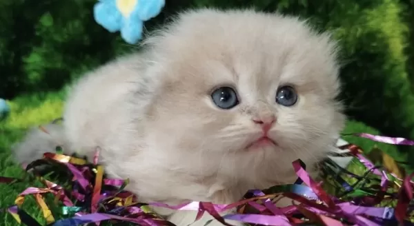 British Longhair Yavrumuz