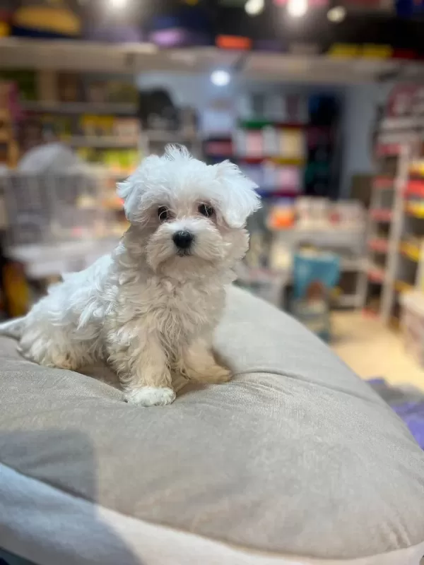Show Güzellikte Maltese Terrier Yavrular