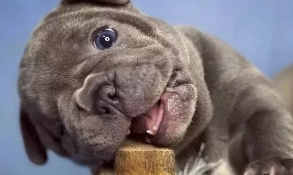 Premi Um Özel Renk Blue Frenchbulldog Yavrusu Ev Ortaminda