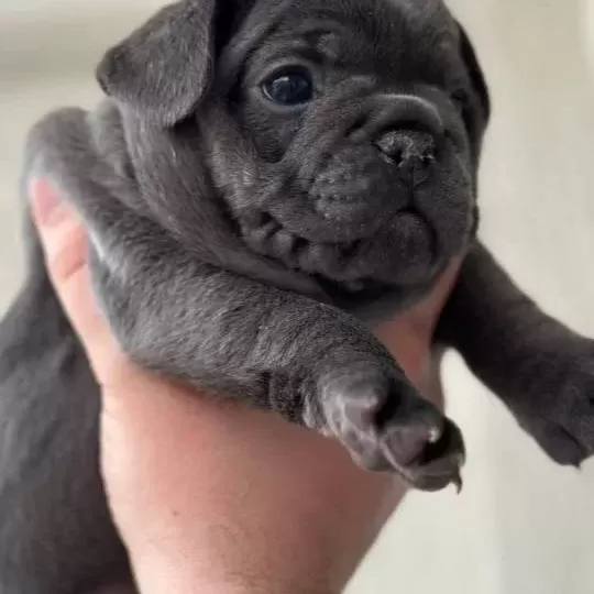 Premi Um Özel Renk Blue Frenchbulldog Yavrusu Ev Ortaminda