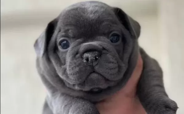 Premi Um Özel Renk Blue Frenchbulldog Yavrusu Ev Ortaminda