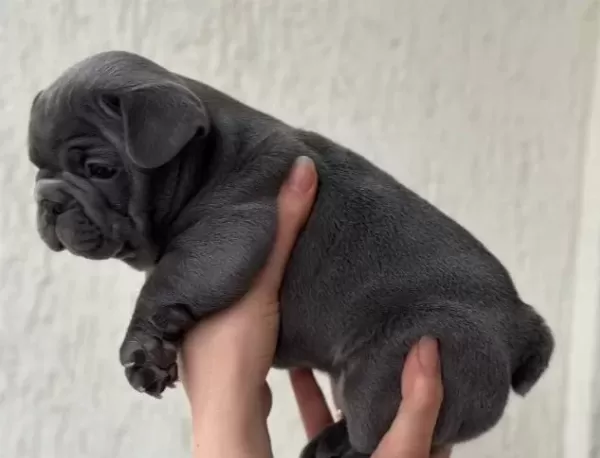 Premi Um Özel Renk Blue Frenchbulldog Yavrusu Ev Ortaminda