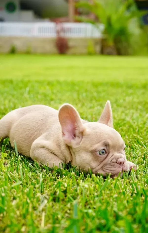 Muhteşem Renk French Bulldog Yavruları