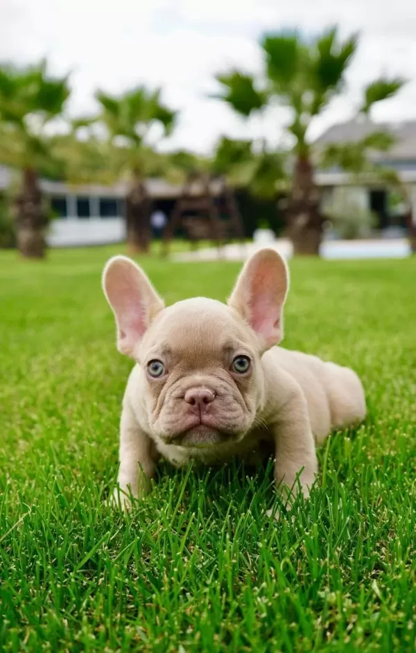 Muhteşem Renk French Bulldog Yavruları