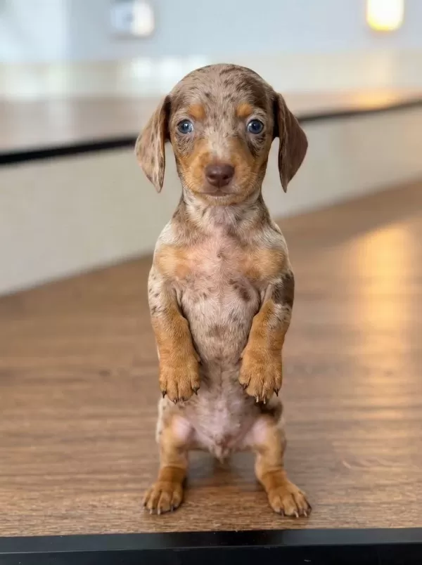 Çiftliğimizden Dachshund Sosis Egzotik Bebekler