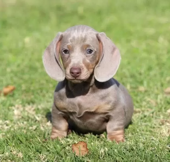 Çiftliğimizden Dachshund Sosis Egzotik Bebekler