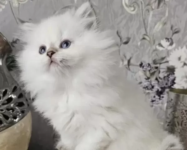 British Longhair Kediler