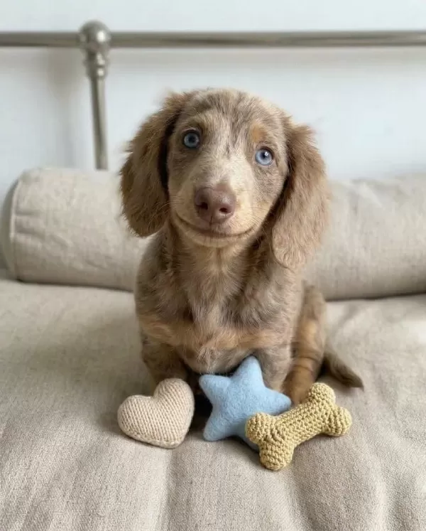 İsabella Tan Dachshund Longhair Sosis Bebekler