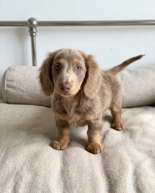 İsabella Tan Dachshund Longhair Sosis Bebekler