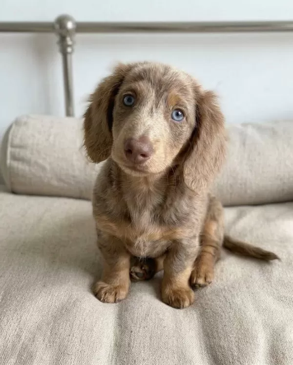İsabella Tan Dachshund Longhair Sosis Bebekler