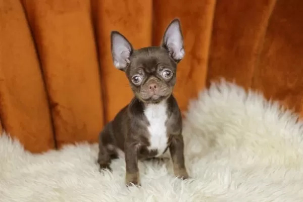 Chocolate Chihuahua Yavrusu