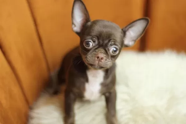 Chocolate Chihuahua Yavrusu