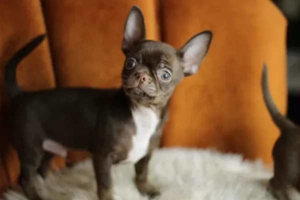Chocolate Chihuahua Yavrusu
