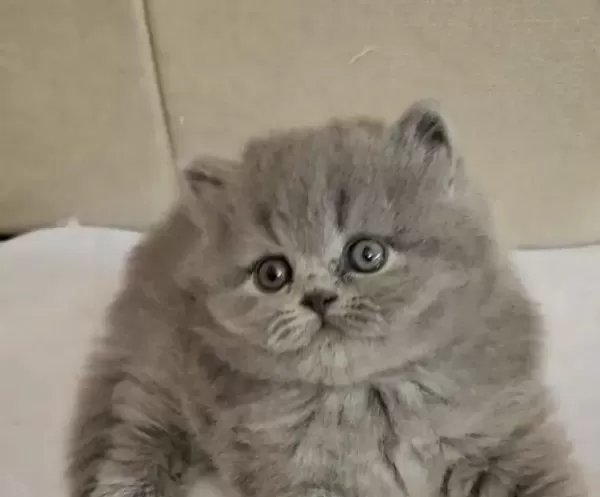 British Longhair Yavrumuz