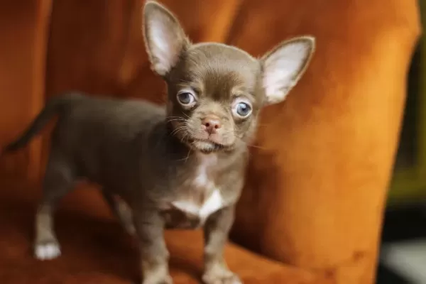 Egzotic Teacup Chihuahua